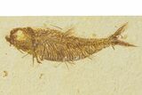 Multiple Fossil Fish Plate (Diplomystus & Knightia) - Wyoming #292358-1